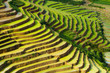 rice field on terraced in mountain.