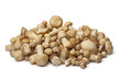 Fresh St.George's mushrooms