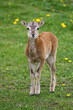 Foto: Young mouflon Young mouflon