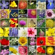 fleurs