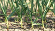 Green garlic plants in the field