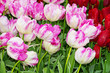 pink and red tulips buds in the spring garden