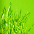 Green grass