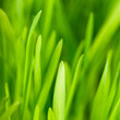 Green grass