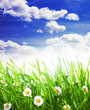 Foto: green grass and daisy green grass and daisy
