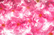 Foto: sakura pattern sakura pattern