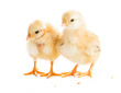 Foto: Cute chicks Cute chicks