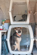 Dog Cage