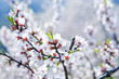 cherry tree in blossom
