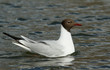 Photo: Black-headed gull Black-headed gull