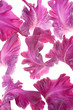 gladiolus petals