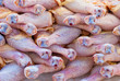 fresh chickens
