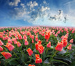 tulips field and blue sky