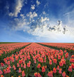 spring field with tulips