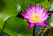 Pink lotus blooming