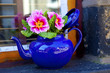 Pink primula growing in an old teapot.