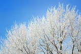 hoar-frost on trees in winter