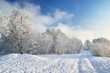 Foto: hoar-frost on trees in winter hoar-frost on trees in winter