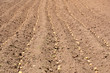 planting potatoes
