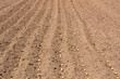 planting potatoes