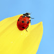 ladybug on sunflower