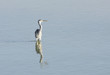 Beautiful great heron standing still in water