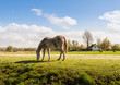 Photo: Gray horse grazing in a meadow with many flowering daisies Gray horse grazing in a meadow with many flowering daisies