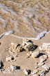 Seashells and coral