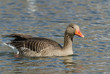 Photo: Greylag Goose Greylag Goose