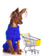 Toy Terrier with shopping cart isolated on white. Funny little d