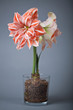 Hydroponics Amaryllis