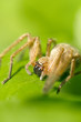 Photo: portrait of a spider in nature. macro portrait of a spider in nature. macro