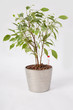 Hydroponics Ficus Benjamina