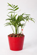 Chamaedorea Palm Tree