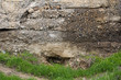 Photo: grass near the old concrete wall grass near the old concrete wall