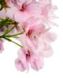 Hananmit / Nahaufnahme Japanische Kirschblüten