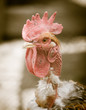 portrait of a rooster with a bare neck
