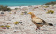 Egyptian Vulture (Neophron Per...