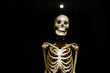 Human Anatomy real skeleton on a black background