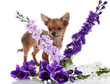 chihuahua dog with  flowers on white background.