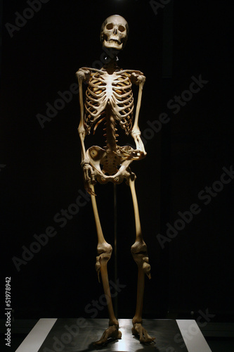 Photo: Human Anatomy real skeleton on a black background Human Anatomy real skeleton on a black background