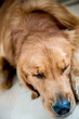 Tired dog