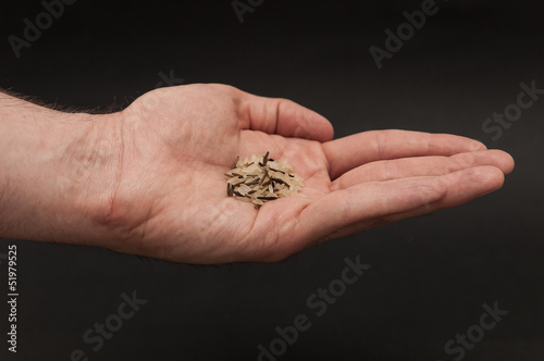 Photo: Reiskörner in der Hand Reiskörner in der Hand