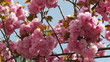 Sprintime Beauty Flowers