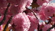 Sprintime Beauty Flowers