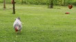 Poules en liberté