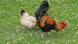 Poules et coq en liberté