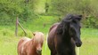cheval et poney