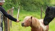 Cheval hésitant