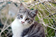 Pretty Kitty